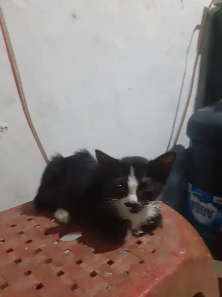 Kucing kampung para unik cacat jari