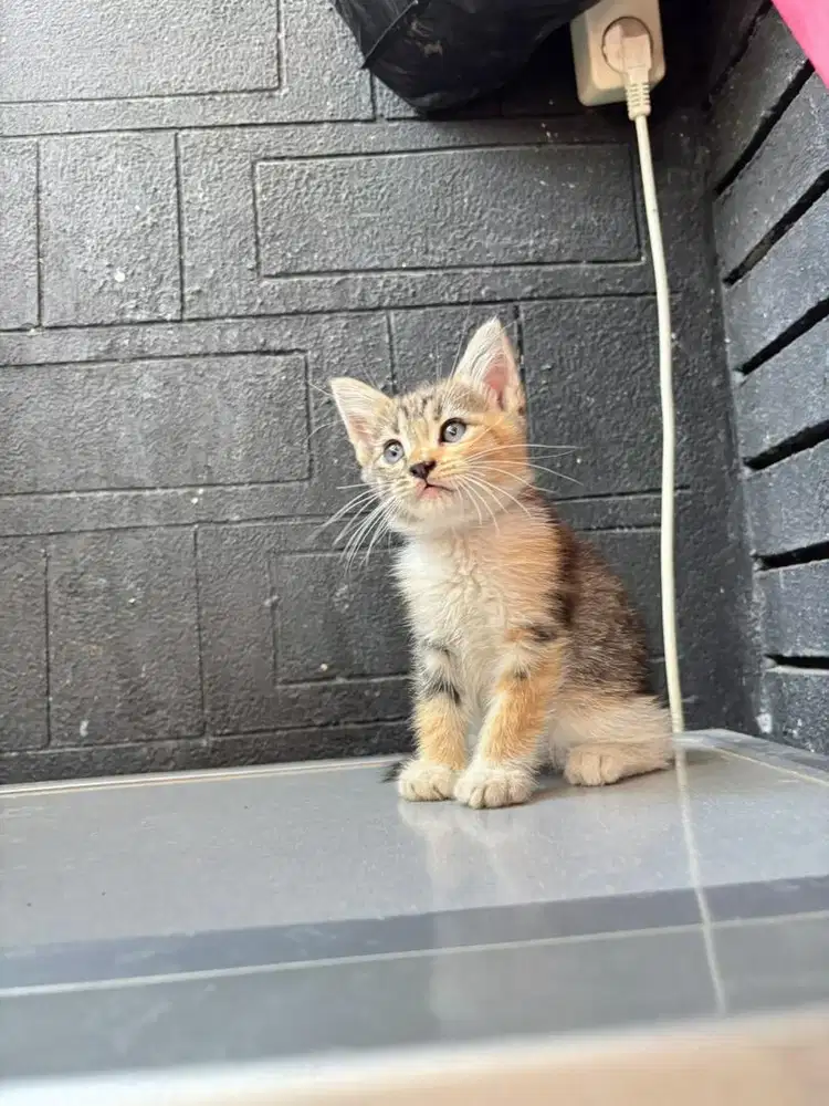 Jual Anakan Kucing Persia