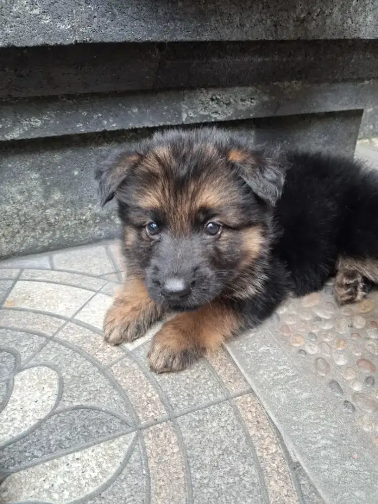 Jual Anak Puppy Anjing Herder German Shepherd Asli Big Bone