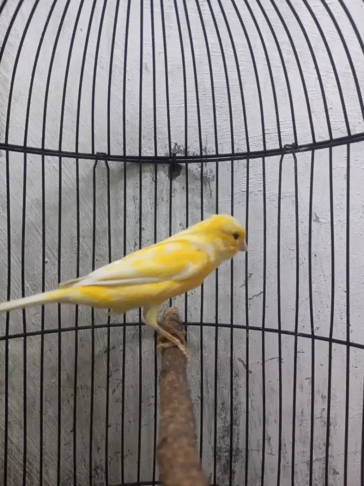 Kenari kuning lemon loper roldot