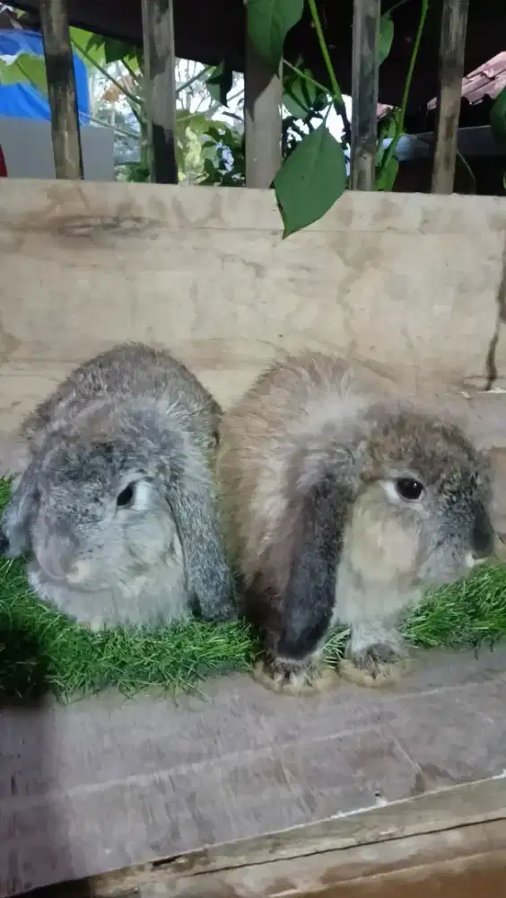 Kelinci holland lop