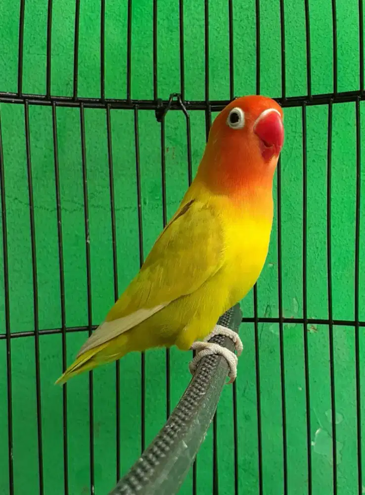 Burung love bird