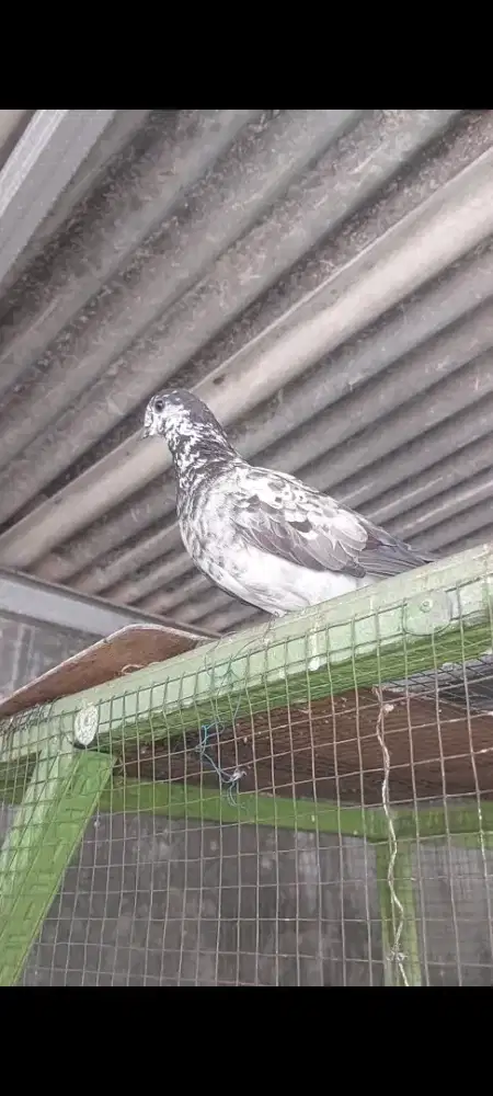 Merpati Culik Betina