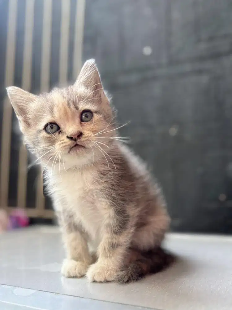 Jual Anakan Kucing Persia Murah