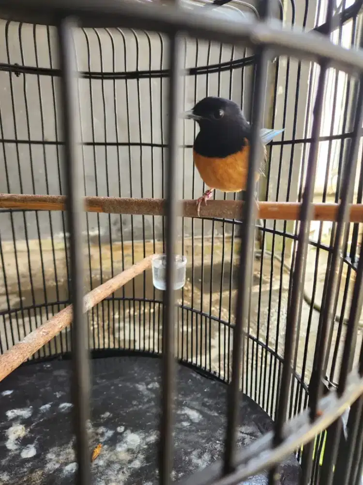 Murai seri F2 pastol bulu baru jual Butuh.