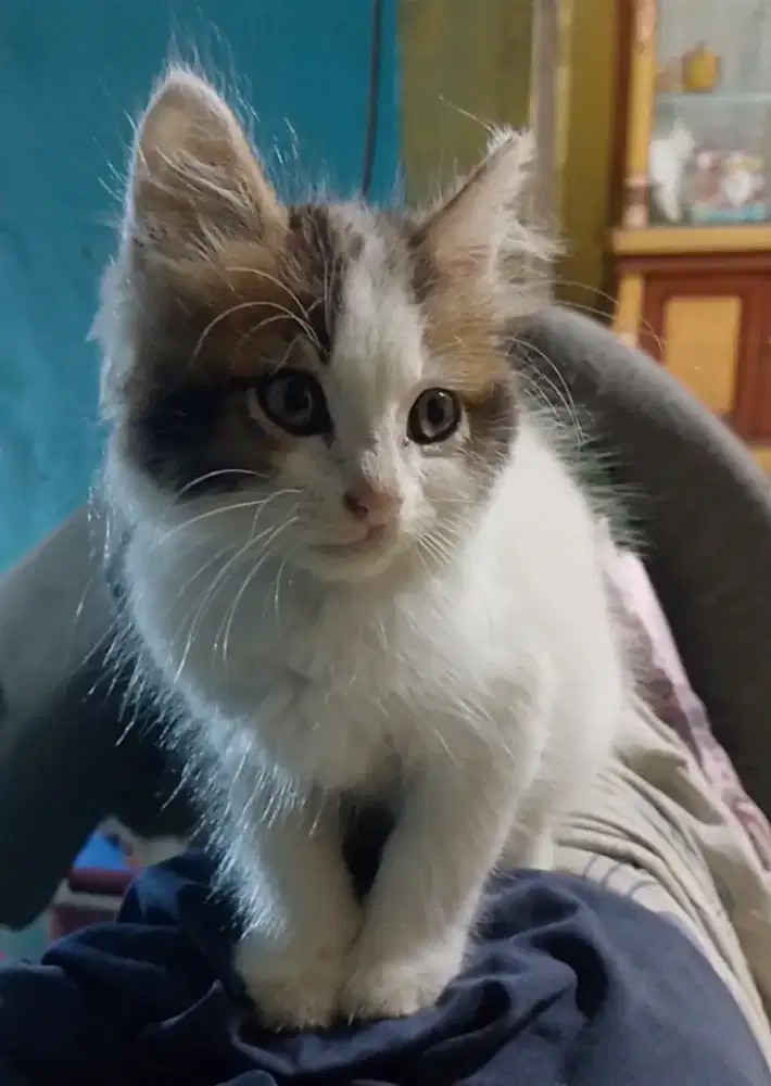Kucing persmed ekor panjang