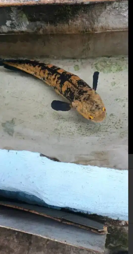 Ikan Gabus Canna