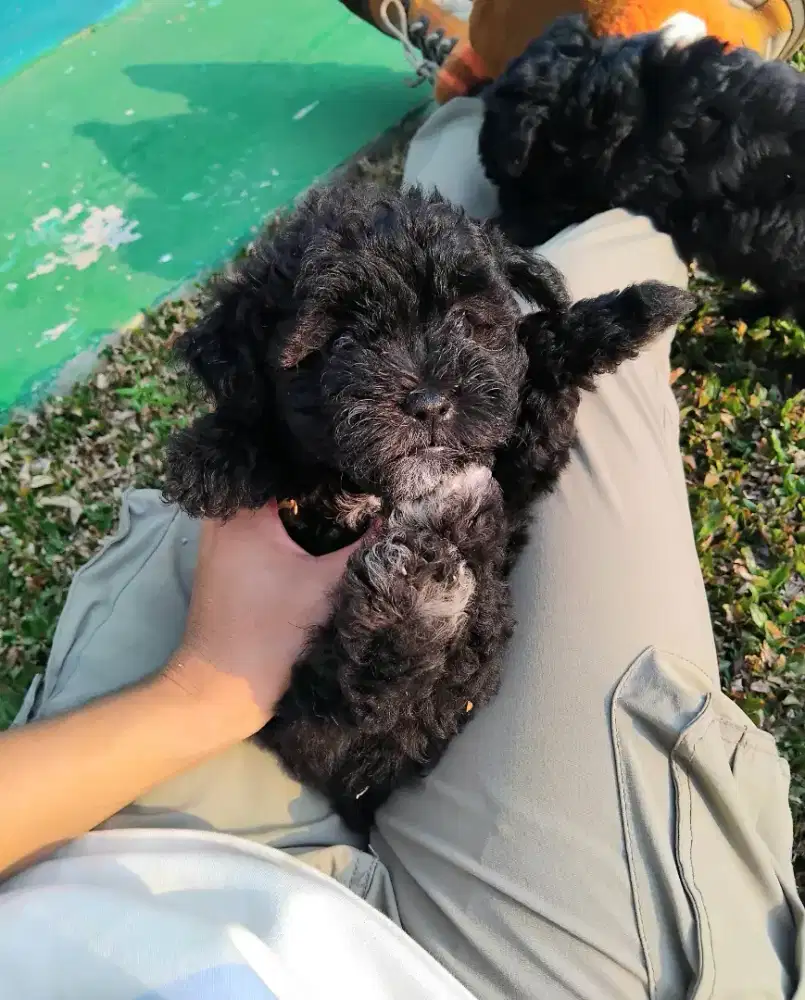 Toy Poodle silver