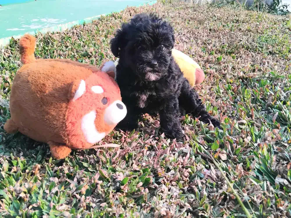 Toy Poodle silver