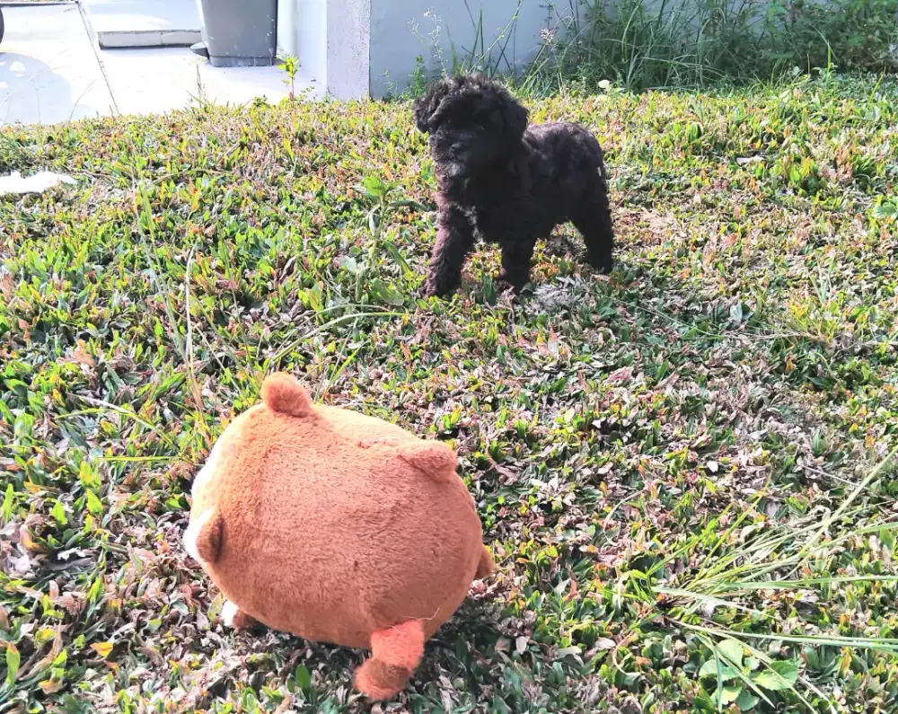 Toy Poodle silver