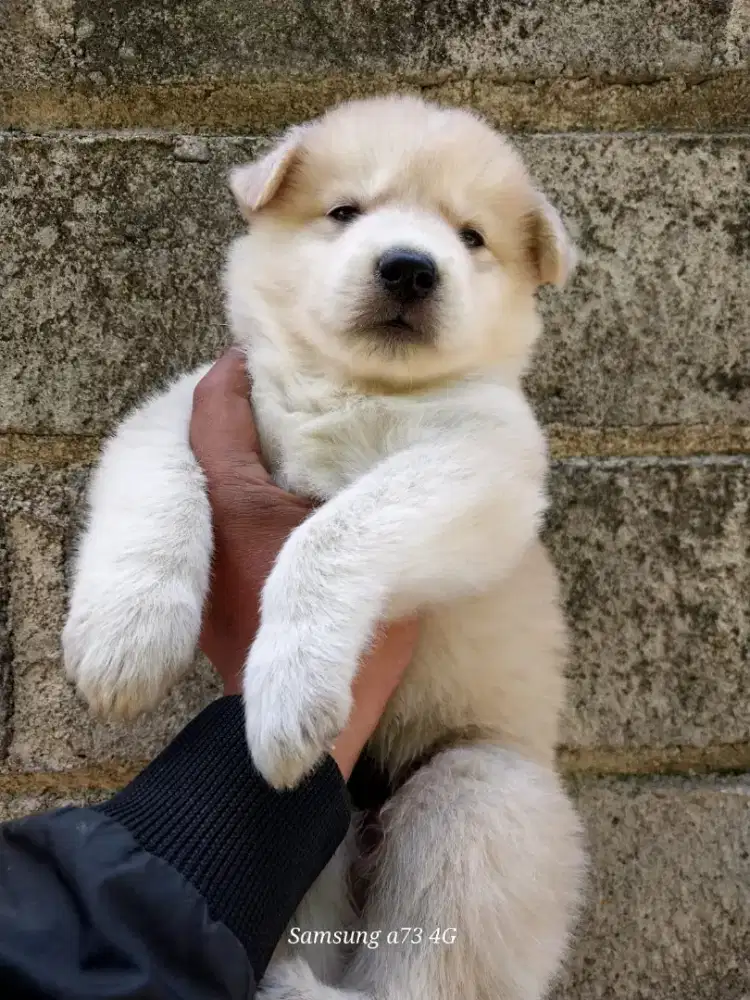 Anakan anjing ras mix