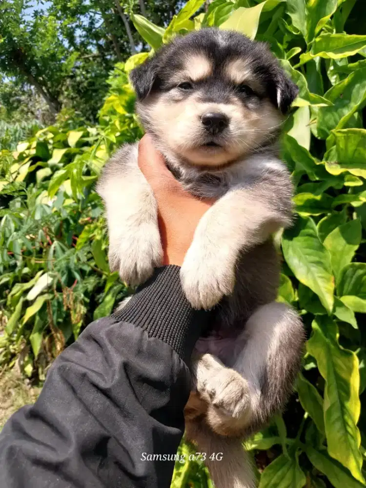 Anakan anjing ras mix