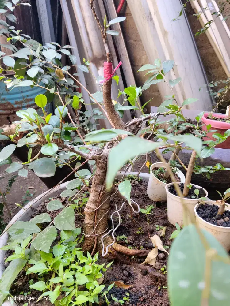 Bonsai beringin