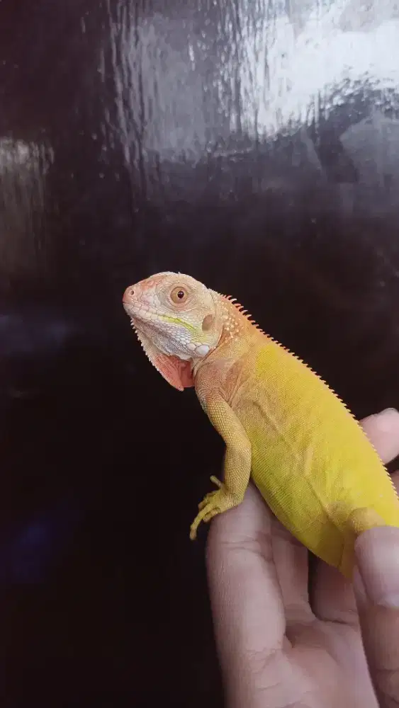 Iguana Red Albino