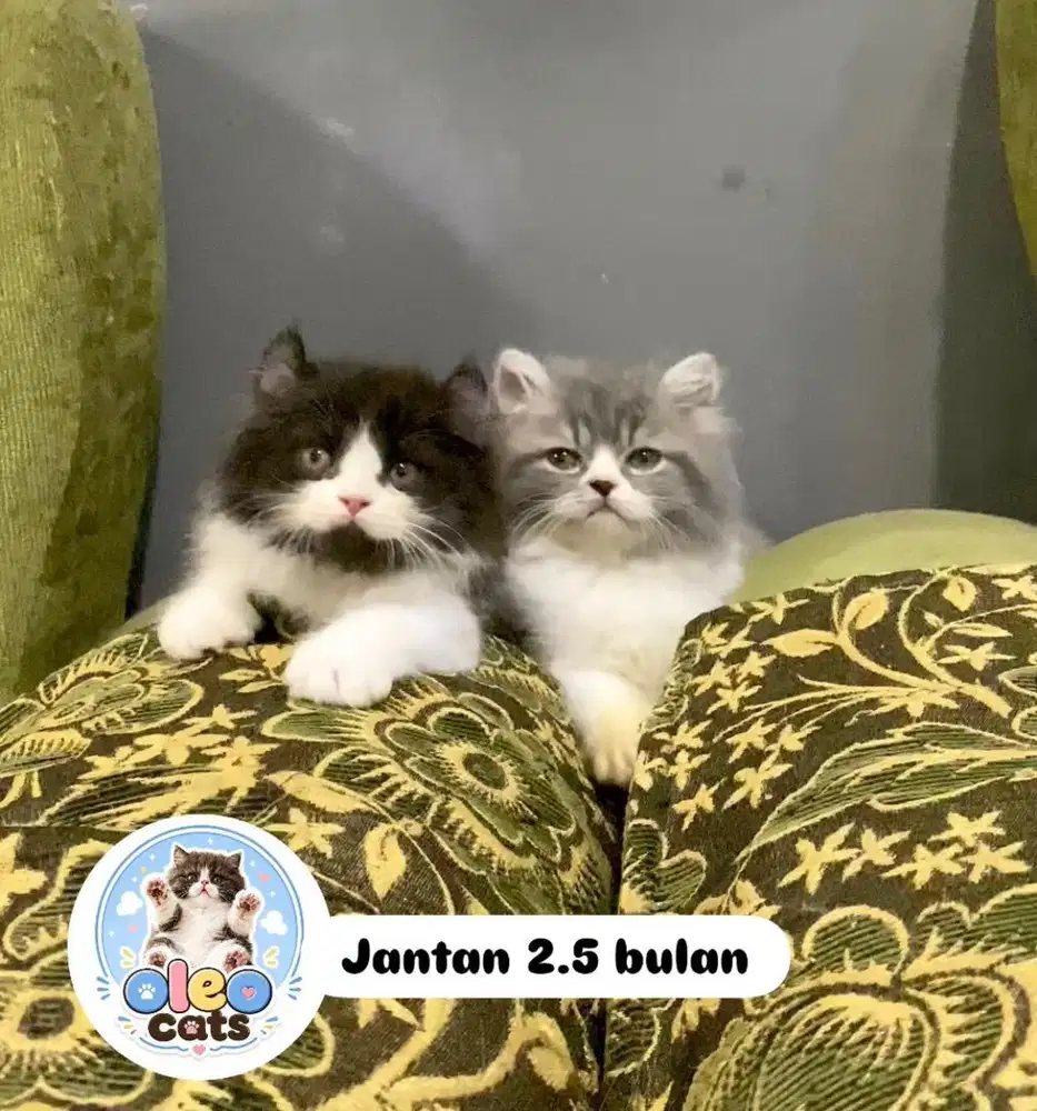 KITTEN PERSIAN MUNCHKIN NS X AMERICAN CURL LONGHAIR