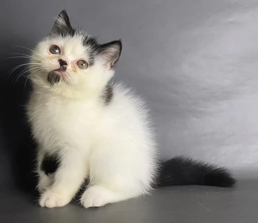 Kucing Persia Jantan