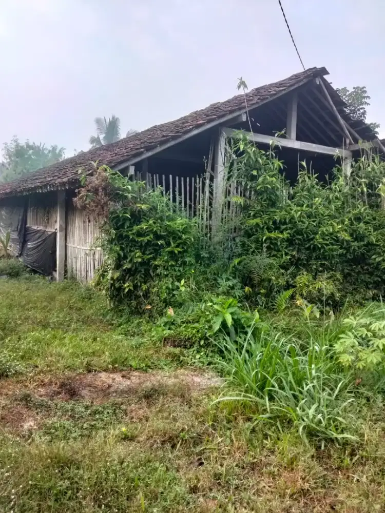 Disewakan tanah sudah ada kandang ayam di merdikorejo tempel Sleman