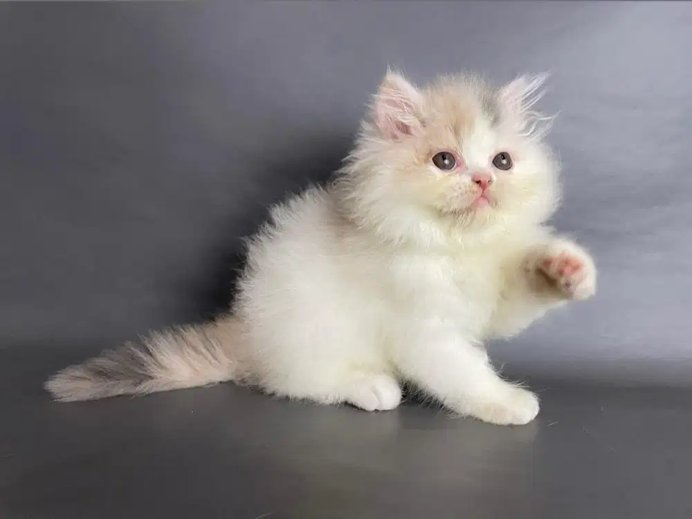 Kucing Persia Betina