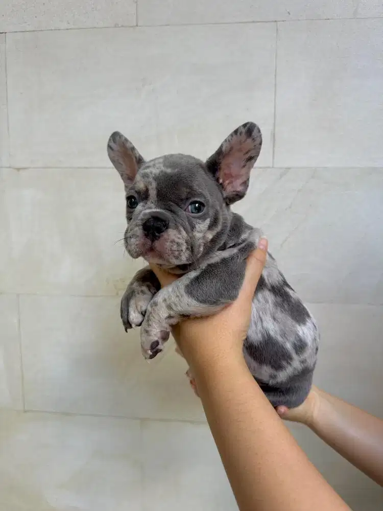 French bulldog exotic super male