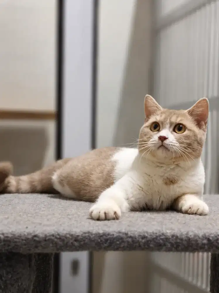 British Shorthair Bico Lilac