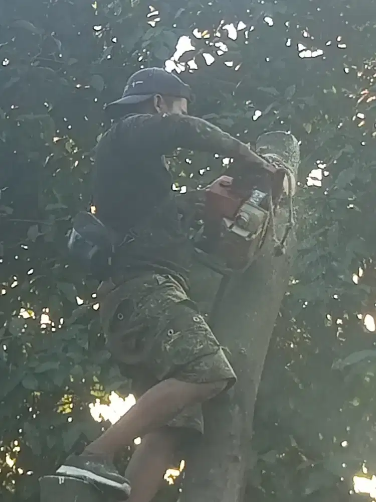 jasa tebang pohon