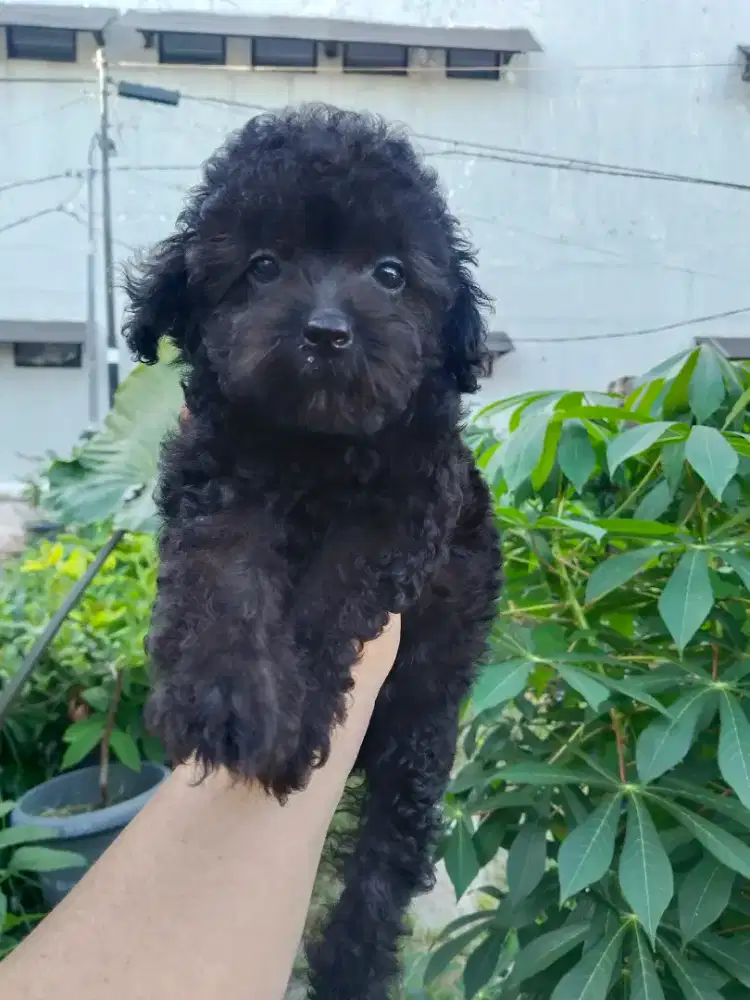 Anak anjing poodle ( tiny)
