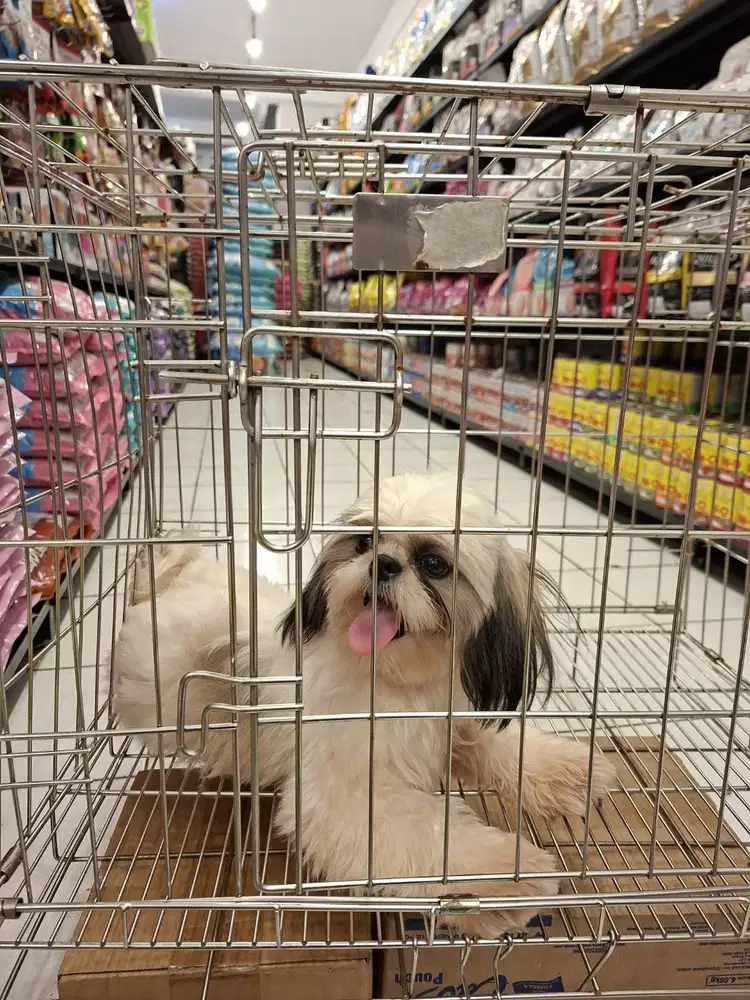 anjing, umur 6-7 bulan