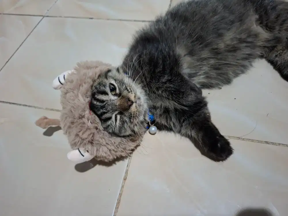 Open Adopt Kucing Munckin