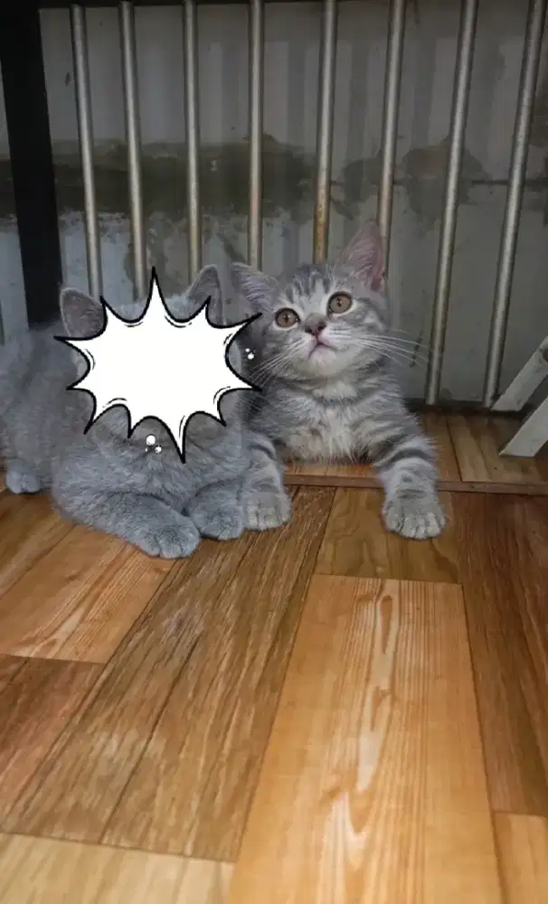 Bsh jantan blue tabby
