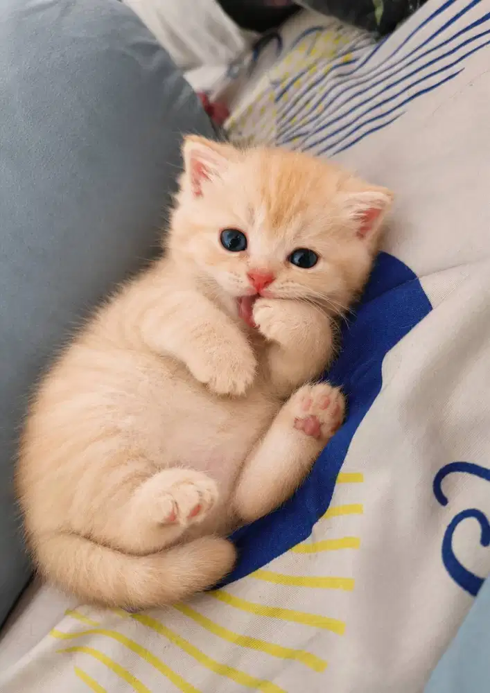 Munchkin Gaelic mux BSH