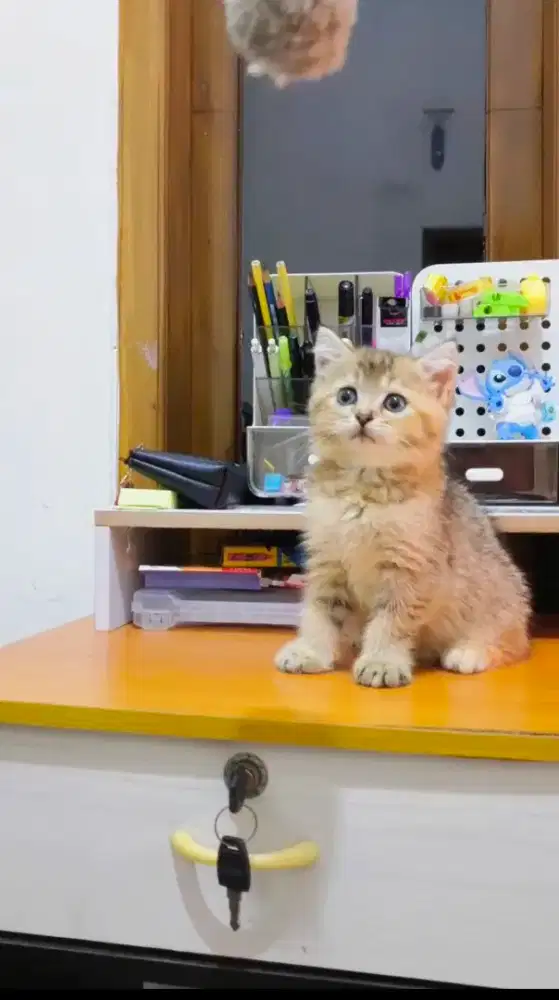 Kitten Golden betina