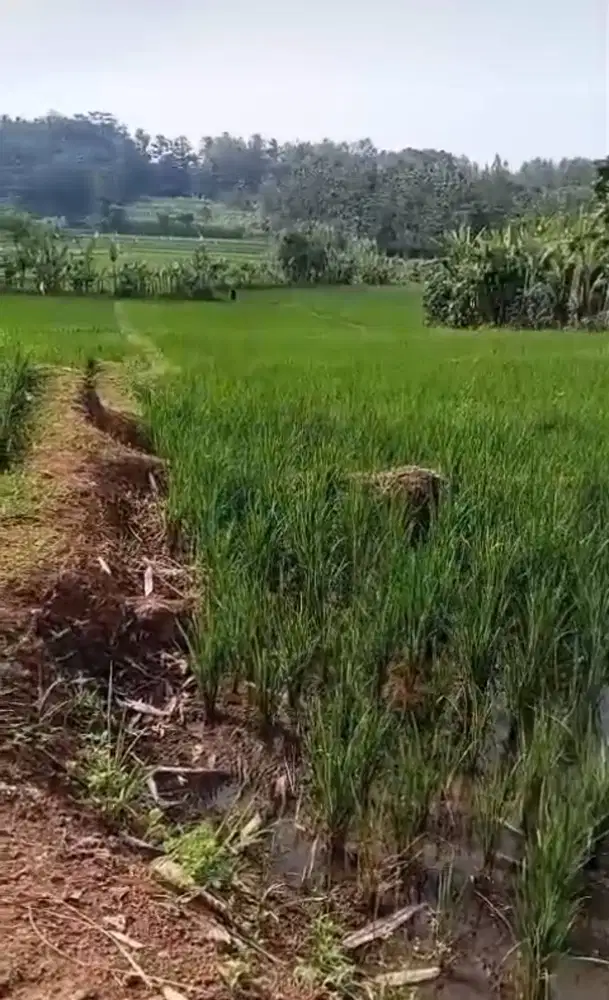 DIJUAL SAWAH PRODUKTIF – RANDUDONGKAL, PEMALANG