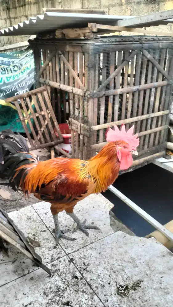 Ayam Pelung Jantan