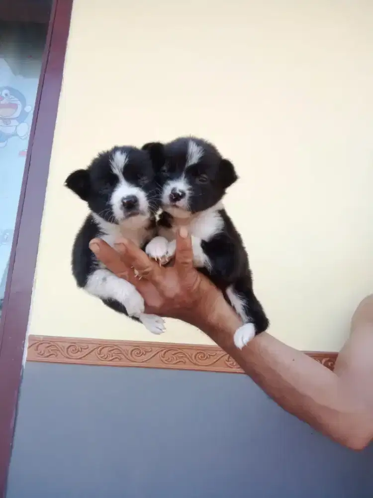 Anak anjing mix pom