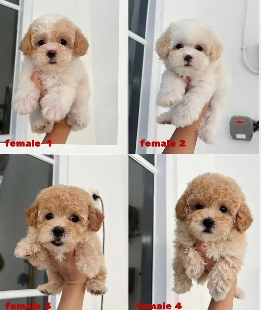 Poodle murah female