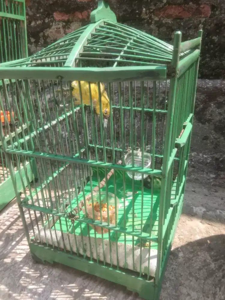 Burung cipow gesit.  Udah jinak.  Ga rakut sama orang.  Udah makan pur