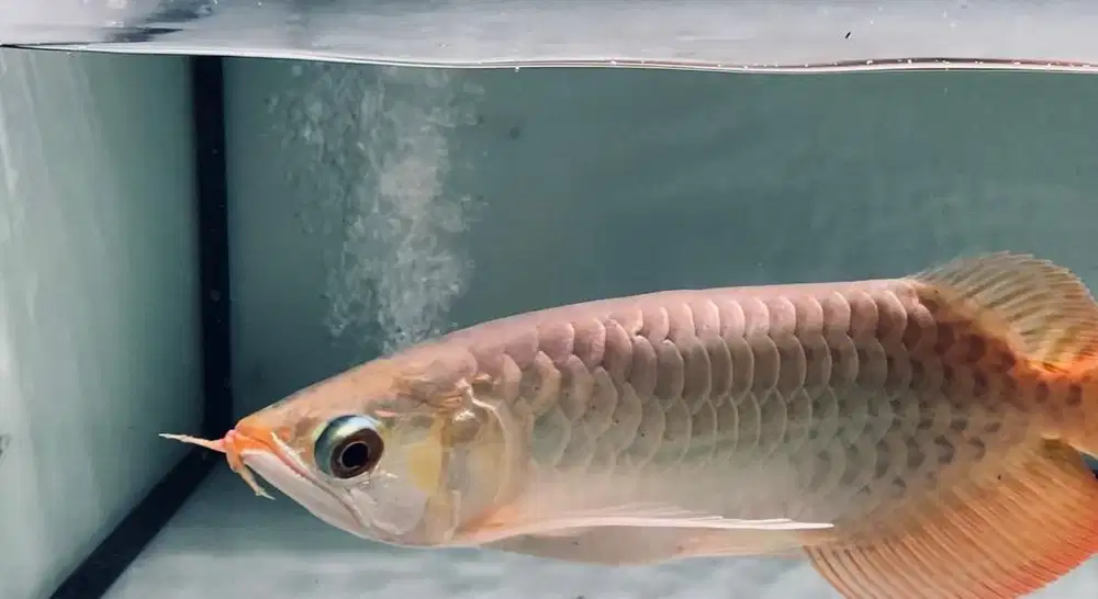 Jual cepat ikan arwana/arowana SSB