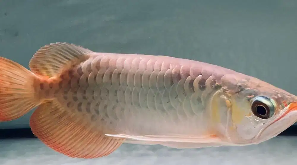 Jual cepat ikan arwana/arowana SSB