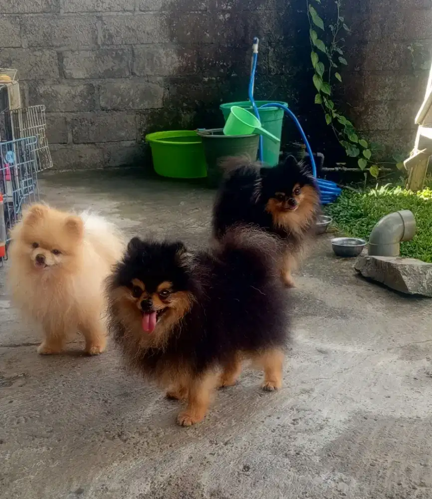 Pomeranian jantan dan betina