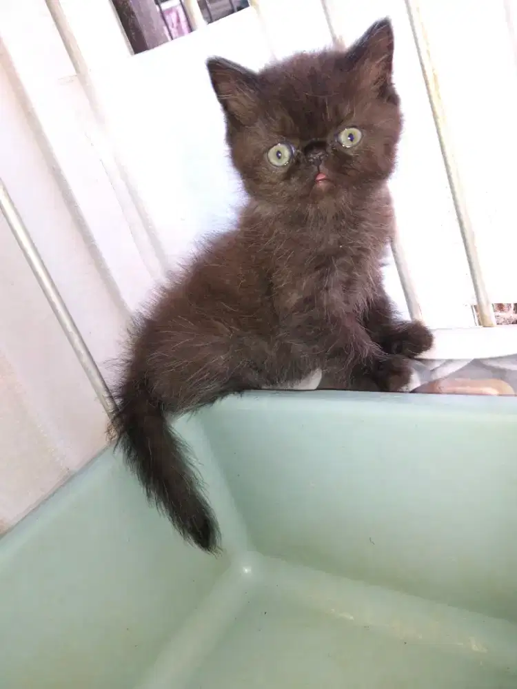 Kucing hidung pesek