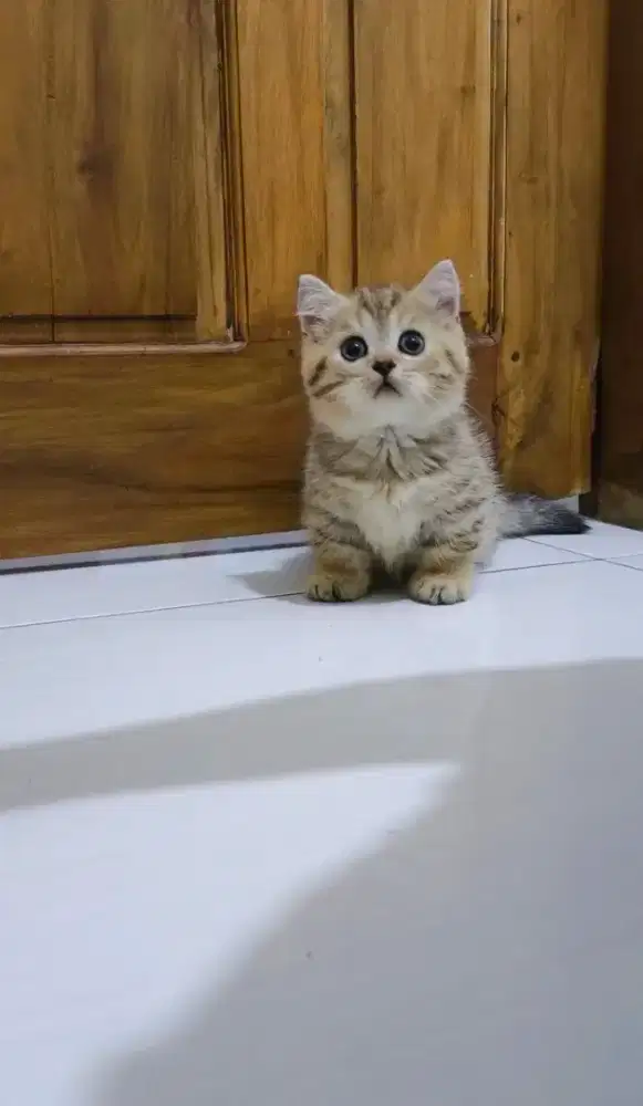 Munchkin golden tabby