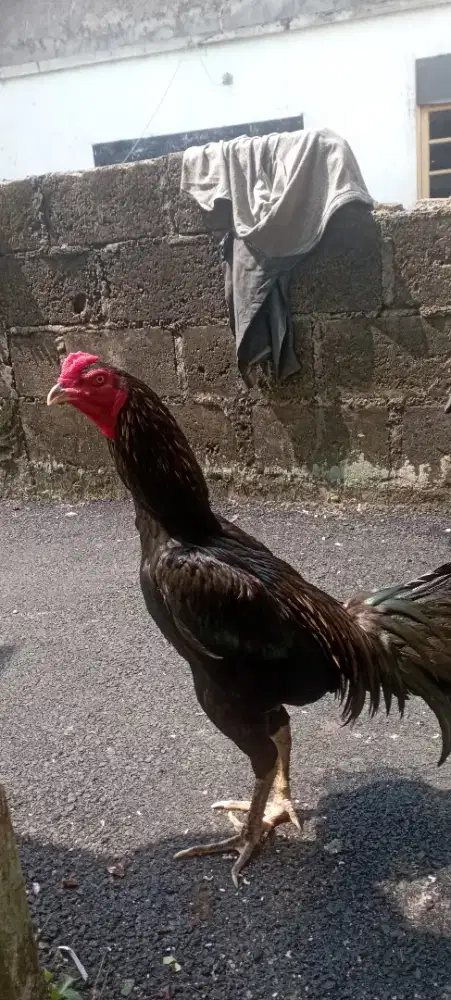 Ayam Bangkok mangon silangan