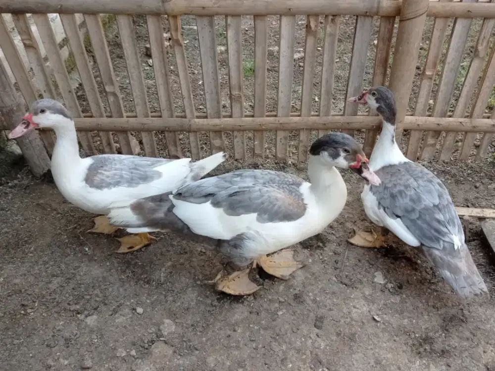 Entok Rambon Silver