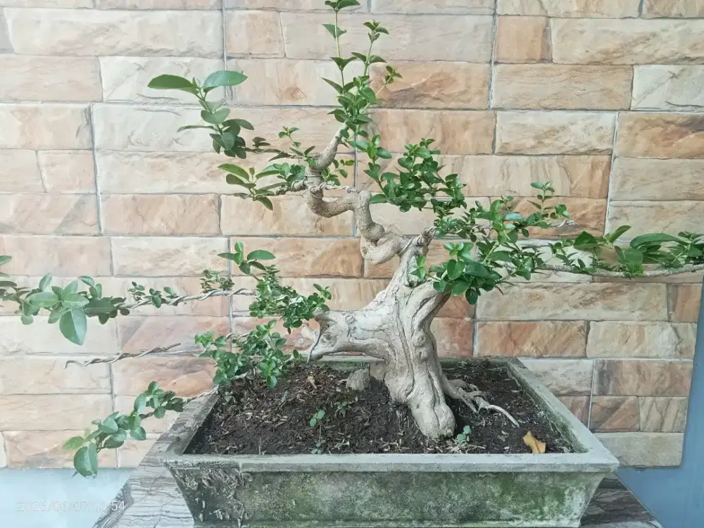 Bonsai Sancang Cabang Sinergi