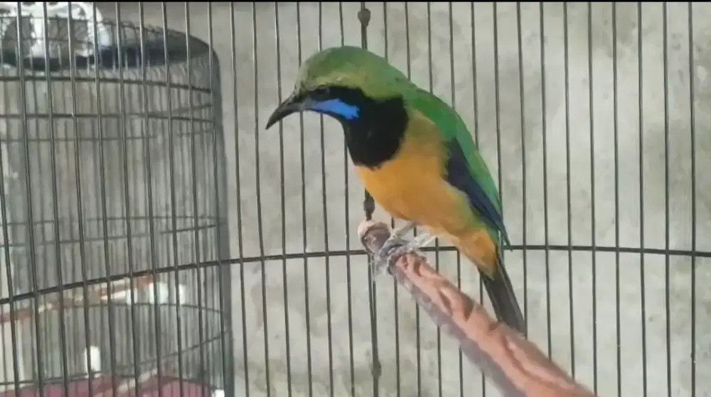 Burung msteran cucak cungkok