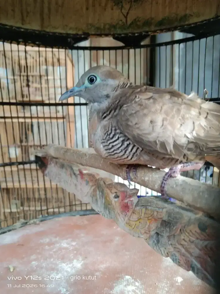 perkutut lokal alam katuranggan kantong Semar, jual burja