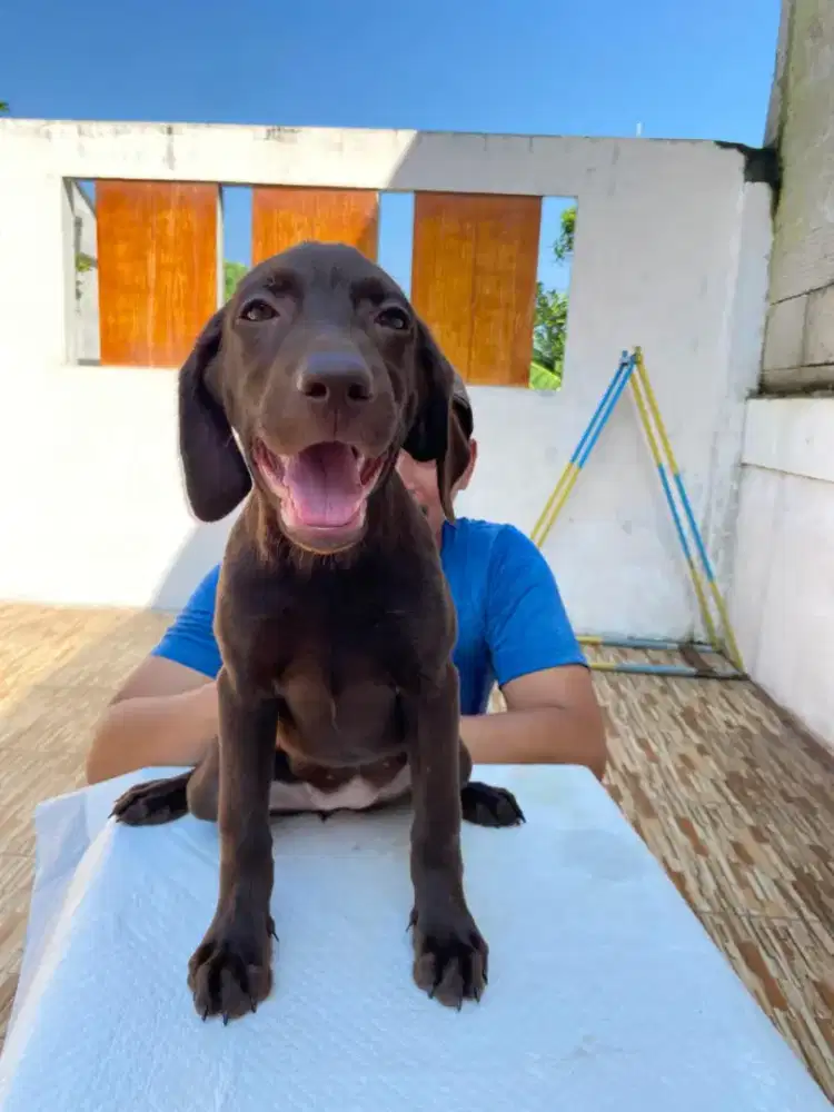 LABRADOR RETRIEVER