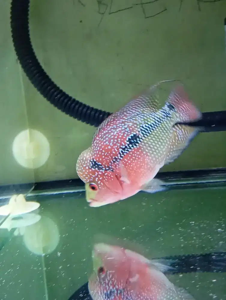 IKAN LOUHAN CENCU TWOTONE ( jual borongan )