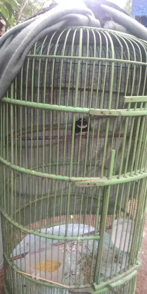 Burung jantan udah bunyi