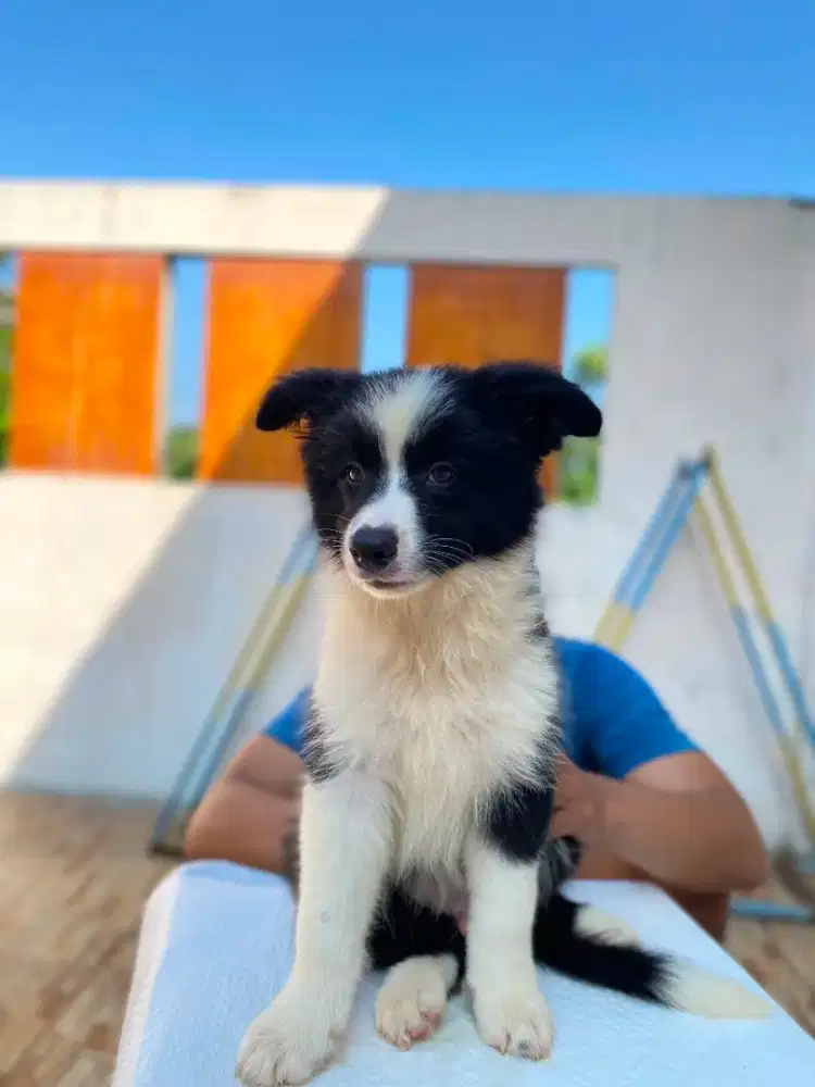 ANJING BORDER COLLIE